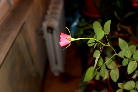 trandaf-mic2012_0411_212758
