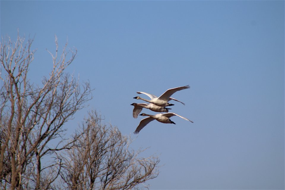 Trumpeter Swans Owens Bay Lake Andes National Wildlife Refuge South Dakota