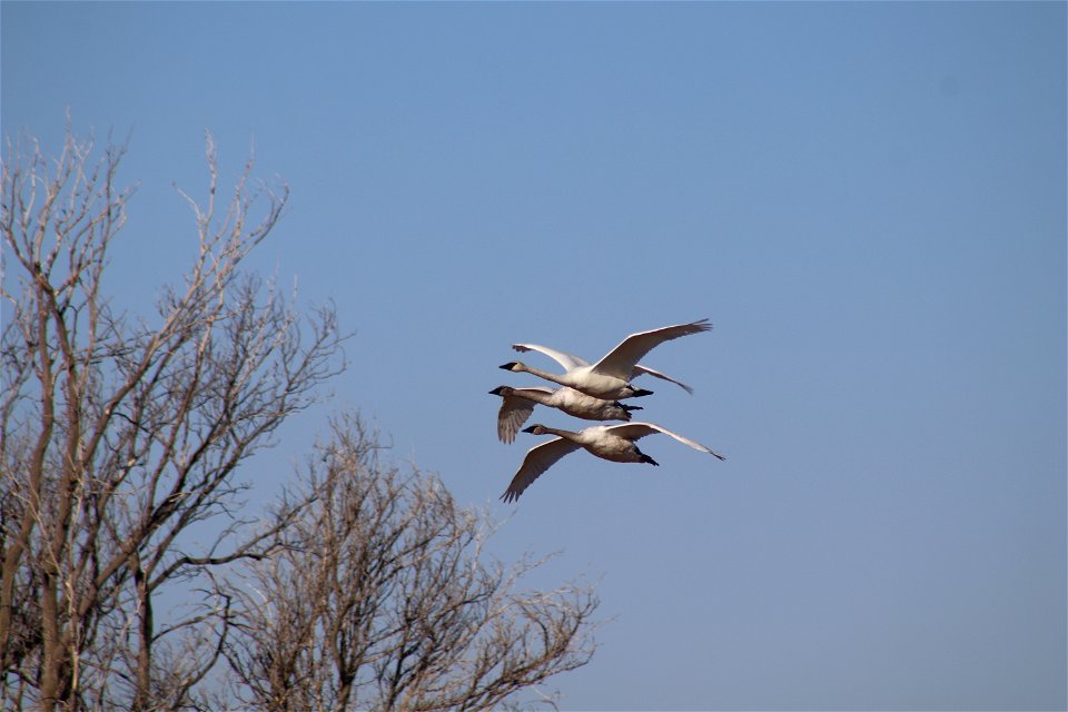 Trumpeter Swans Owens Bay Lake Andes National Wildlife Refuge South Dakota photo