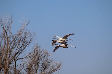Trumpeter Swans Owens Bay Lake Andes National Wildlife Refuge South Dakota