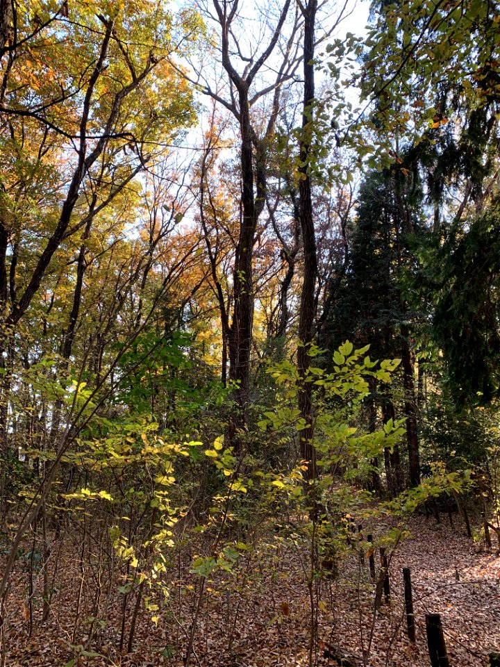 Minamicho Nature Conservation Area, Higashikurume-shi in December