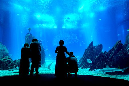 People Inside a Walk-Through Aquarium photo