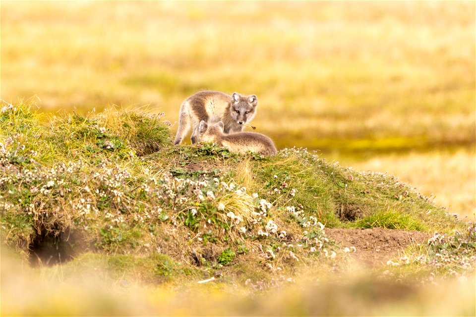 Arctic fox siblings