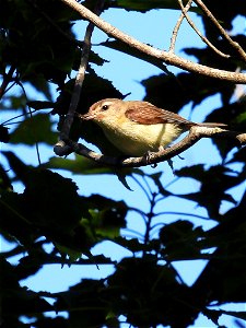 Warbling Vireo