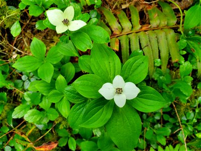 Bunchberry aka Dwarf Dogwood, Mt. Baker-Snoqualmie National Forest. Photo by Anne Vassar May 17, 2021.