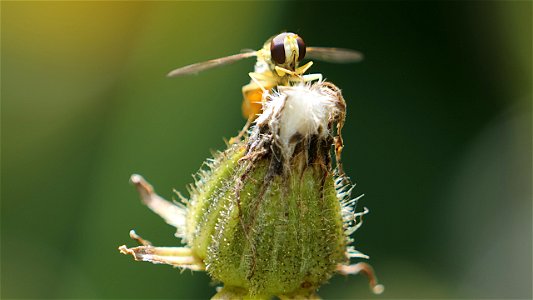 Sphaerophoria scripta (Gemeine Stiftschwebfliege) Männchen bei der "Zahnpflege"