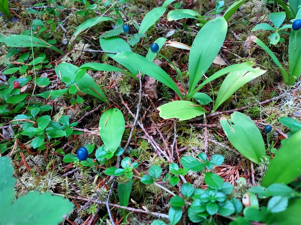 Queen's cup berry, Mt. Baker-Snoqualmie National Forest. Photo by Anne Vassar Aug. 10, 2021.