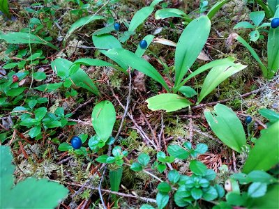Queen's cup berry, Mt. Baker-Snoqualmie National Forest. Photo by Anne Vassar Aug. 10, 2021.