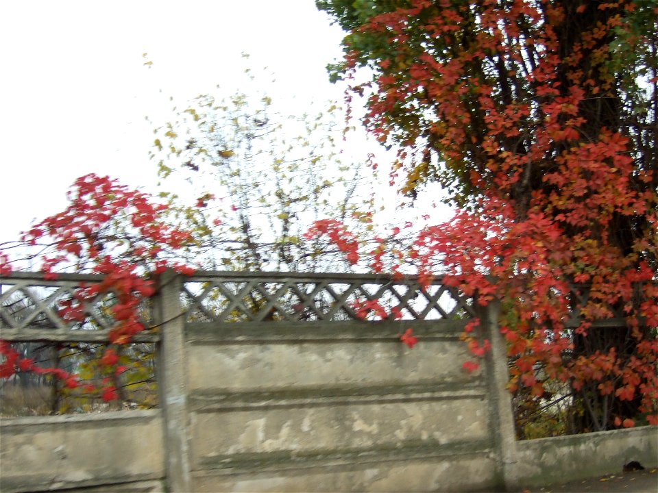 toamna_20091118_03