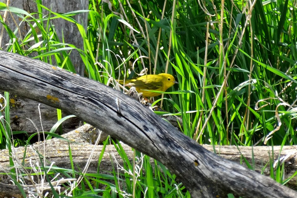 Yellow Warbler Lake Andes Wetland Management District South Dakota