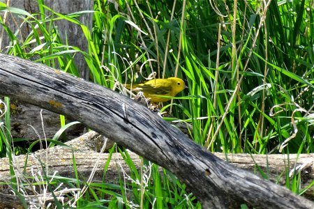 Yellow Warbler Lake Andes Wetland Management District South Dakota photo