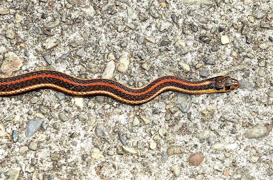SNAKE, VALLEY GARTER (Thamnophis sirtalis fitchi) (04-25-2022) crescent city, del norte co, ca -02