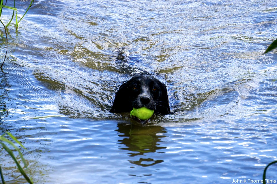 Saving the tennis ball