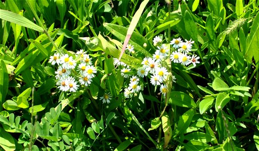 Cosmos Flowers