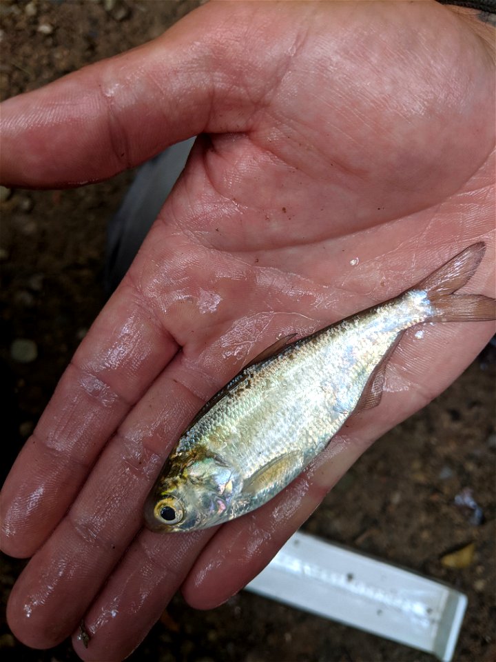 Threadfin shad photo