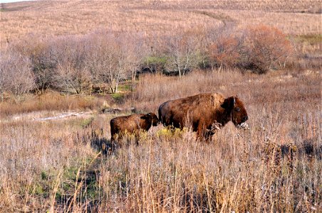 Bison photo