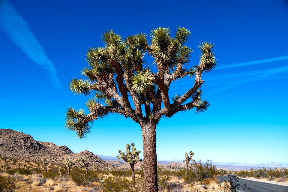 Joshua Tree National Park