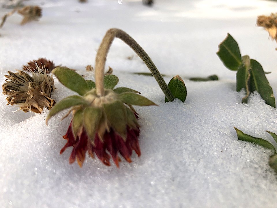 Tough Time for a Delicate Flower