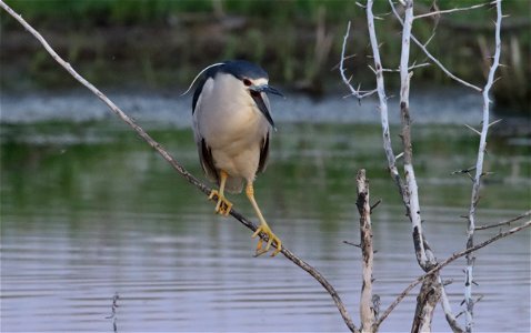 Black-crowned Night Heron Huron Wetland Management District South Dakota