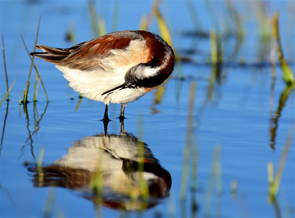 Wilson's phalarope at Seedskadee National Wildlife Refuge