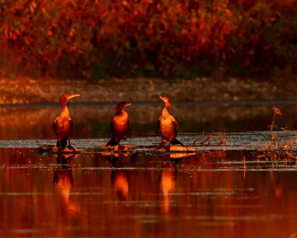 Double-crested Cormorant Huron Wetland Management District
