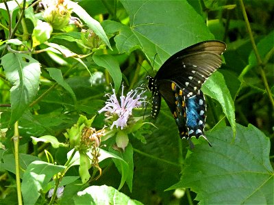Spicebush Swallowtail Butterfly photo