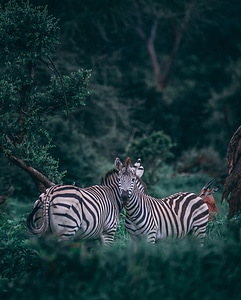 Zebras Animals Love photo