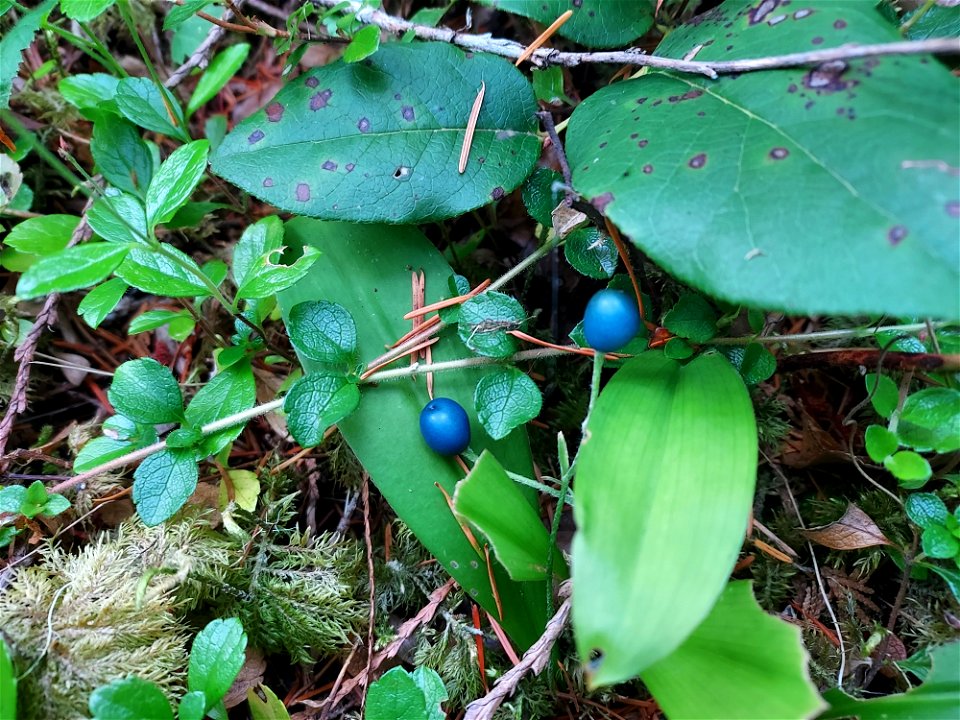 Queen's cup berry, Mt. Baker-Snoqualmie National Forest. Photo by Anne Vassar Aug. 10, 2021.