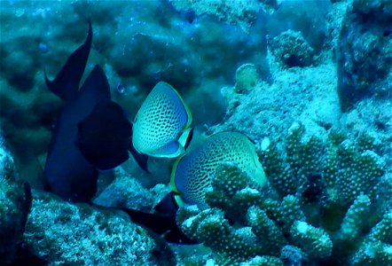 Chaetodon guttatissimus 1