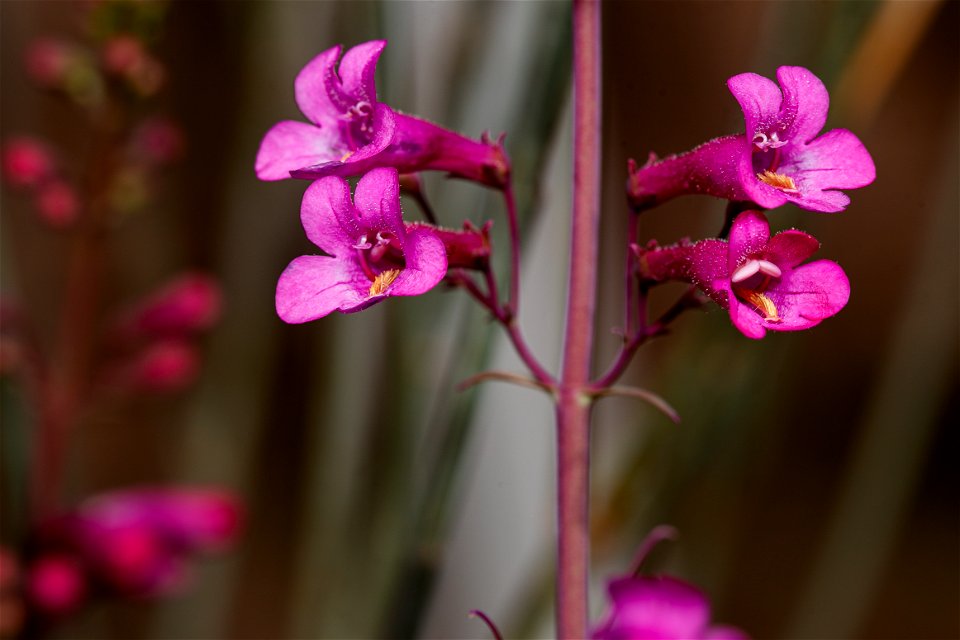Cleveland's Beardtongue