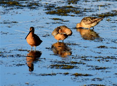 Long-billed dowitcher at Seedskadee National Wildlife Refuge Wyoming photo