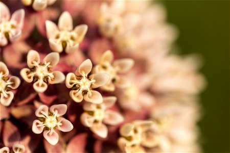 Milkweed Blossom Close-up photo