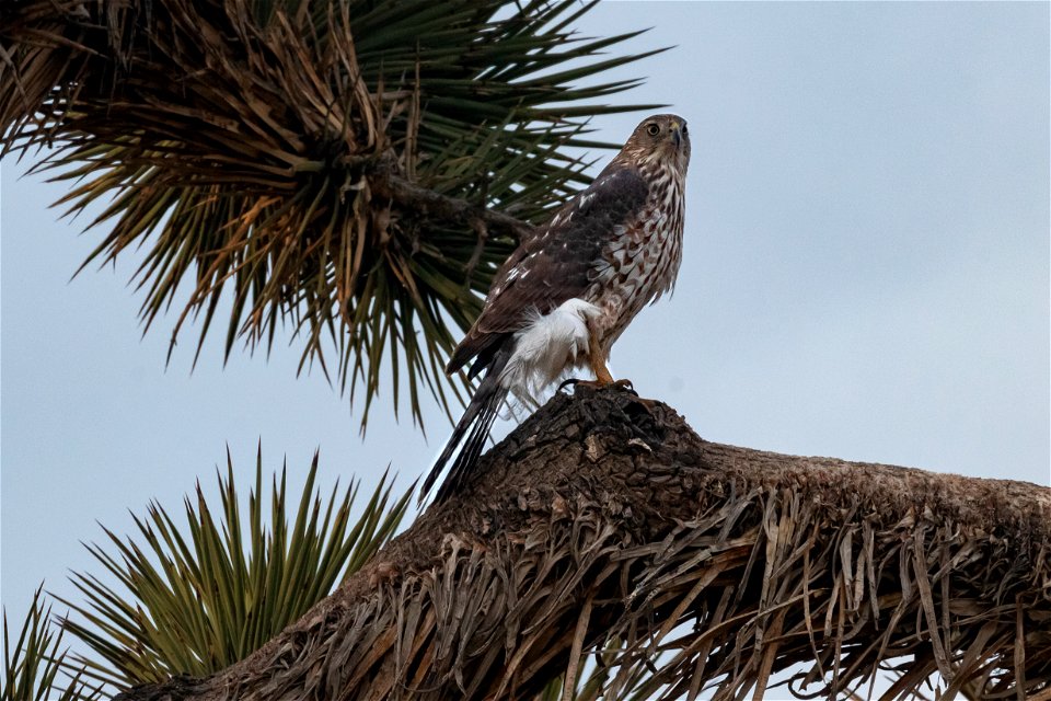 Cooper's Hawk
