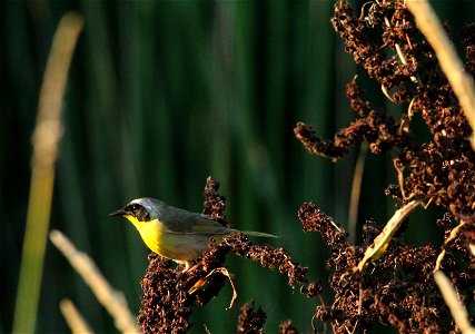 Adult Male Common Yellowthroat Huron Wetland Management District photo