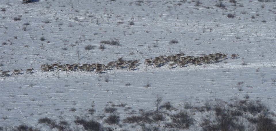 Caribou herd photo