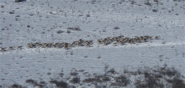 Caribou herd photo