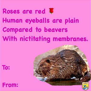 Beaver Valentine's Day Card photo