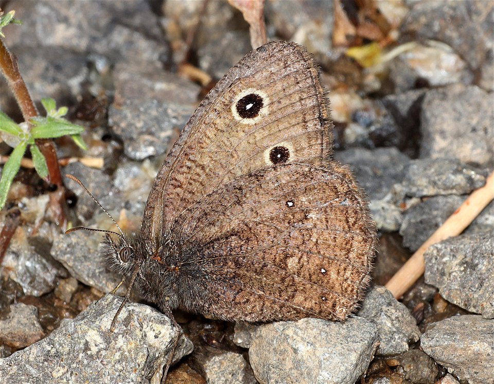 WOOD-NYMPH, SMALL (Cercyonis oetus) (09-02-2022) about 5900 ft, table mt, jackson co, or (2)