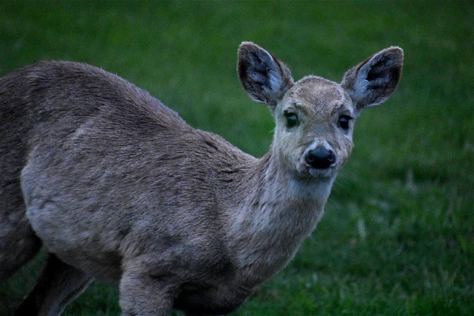 White-tailed Deer Lake Andes Wetland Management District South Dakota photo