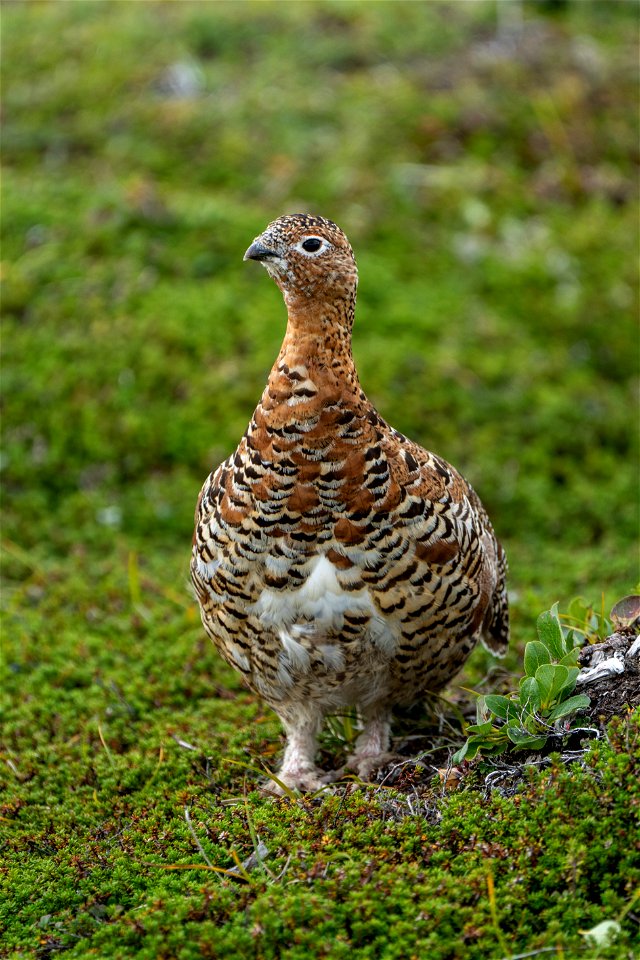 Ptarmigan - NPS/Lian Law