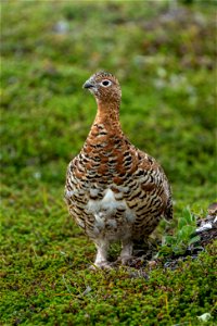 Ptarmigan - NPS/Lian Law photo