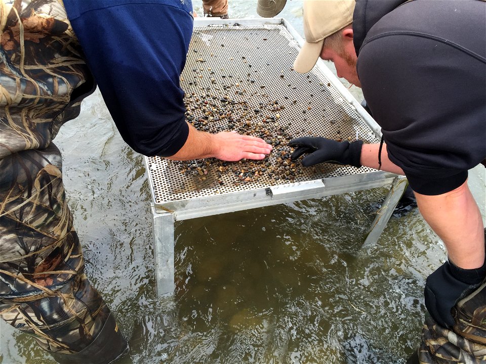 Collecting Mussels