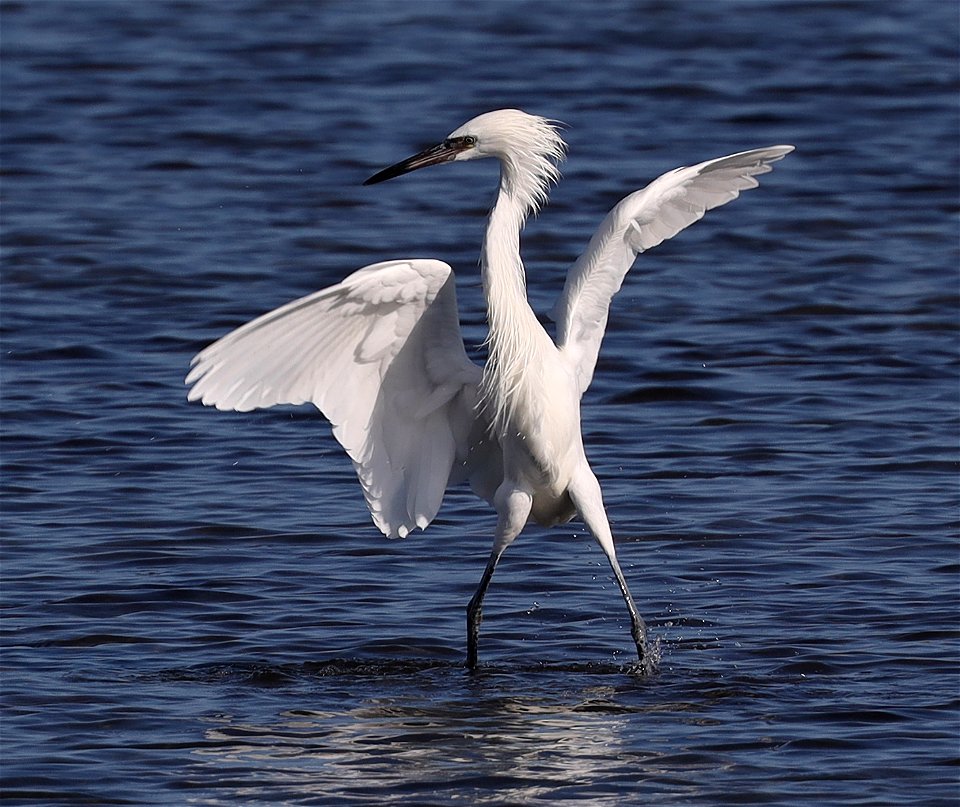 191 - REDDISH EGRET (12-04-2021) convention center, south padre island, cameron co, tx -02