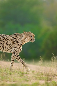Animal cheetah grass photo