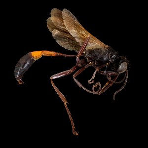 Ammophila fernaldi, m, right, Jorge Blay_2022-02-04-14.36.38 ZS PMax UDR copy photo