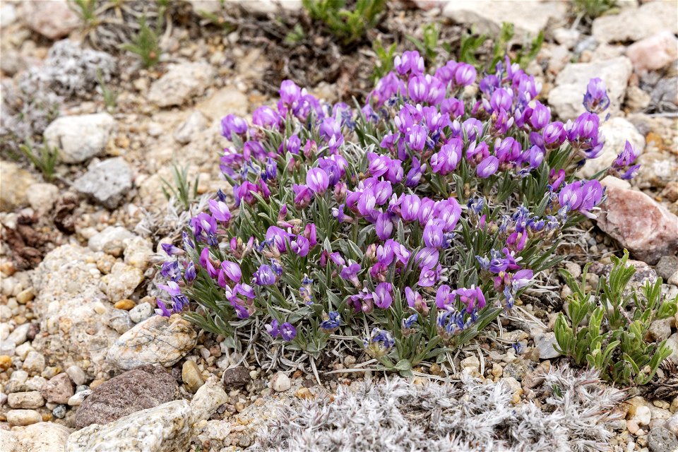 Astragalus spatulatus