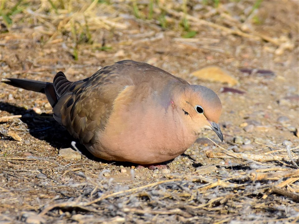 Mourning dove at Seedskadee National Wildlife Refuge - Free photos on ...