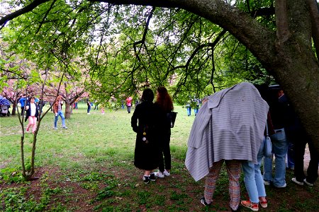 japanes_garden_rain_Herastrau (72)