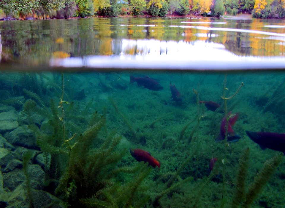 Sockeye world