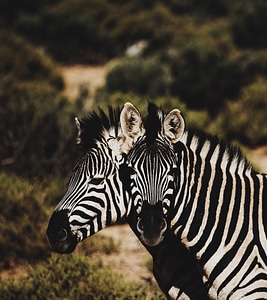 Zebra animal stripes photo